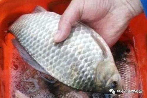 孙红雷吃鲫瓜视频大全在线观看,趣味视频大盘点