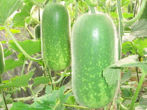 田瓜园吃瓜视频大全