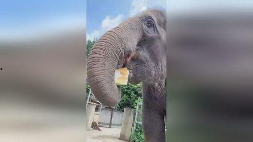大象超解压吃瓜视频
