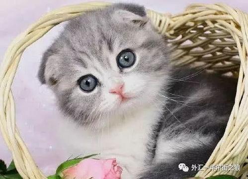 小猫仔吃方瓜好吗视频,萌趣互动，揭秘猫咪新食趣